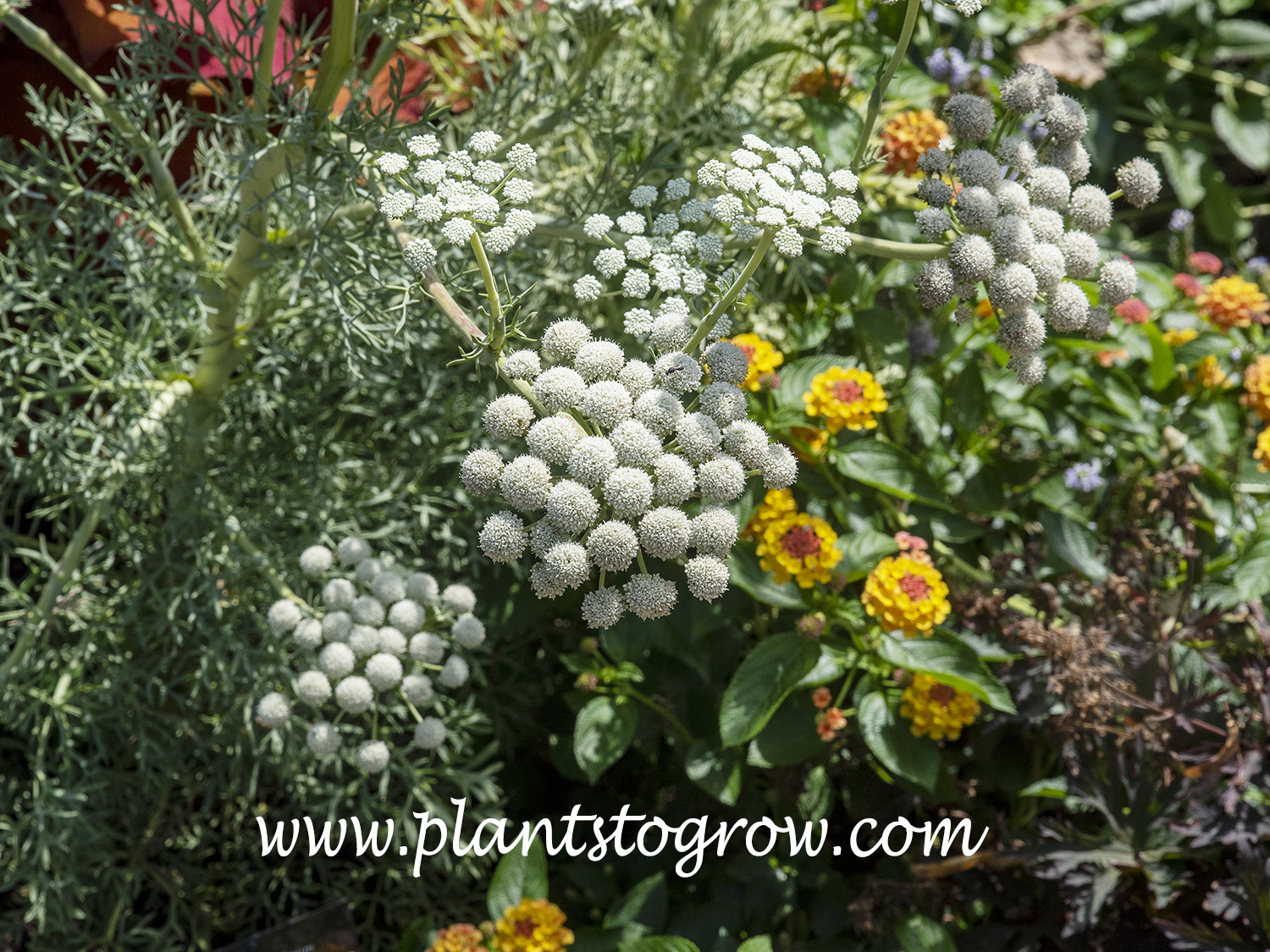 Moon Carrot (Seseli gummiferum)
plants white flowers are borne on a umbel